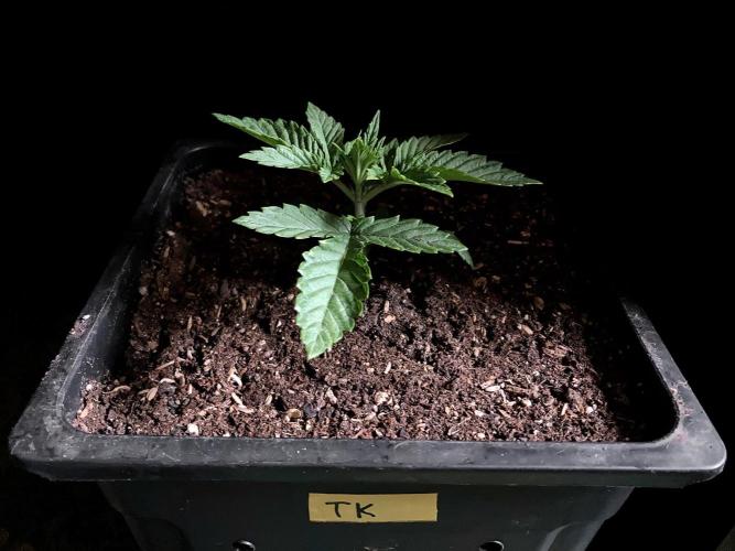 3M 🔺 Tutankhamon. Week 3