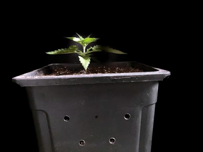 3M 🔺 Tutankhamon. Week 3 - 4 days later
