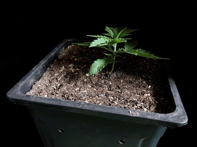 3M 🔺 Tutankhamon. Week 3 - 4 days later