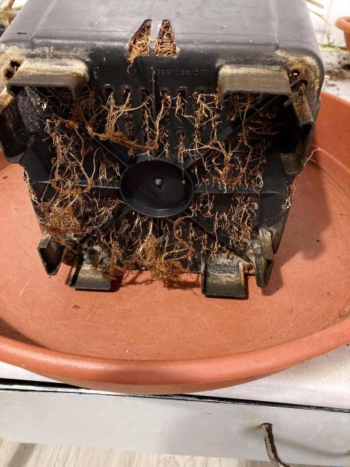 3M 🔺 Tutankhamon. Week 3 - Roots objective