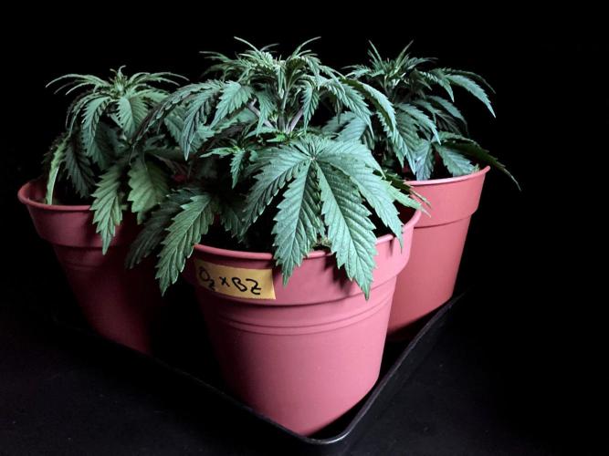 3M 🤪 Crossbreeding. Week 4
