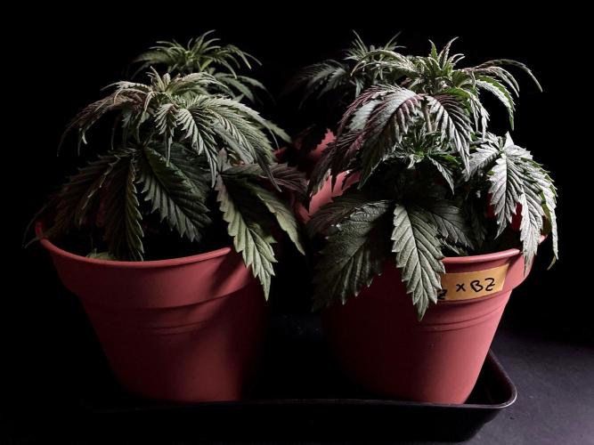 3M 🤪 Crossbreeding. Week 4