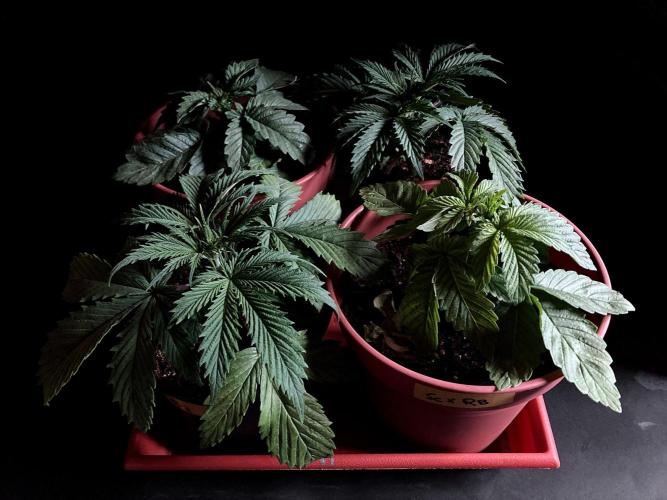 3M 🤪 Crossbreeding. Week 4