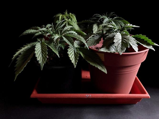 3M 🤪 Crossbreeding. Week 4