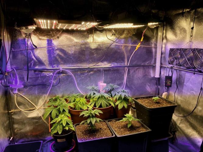 3M 🤪 Crossbreeding. Week 4