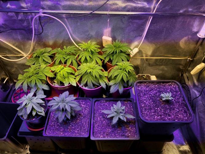 3M 🤪 Crossbreeding. Week 4