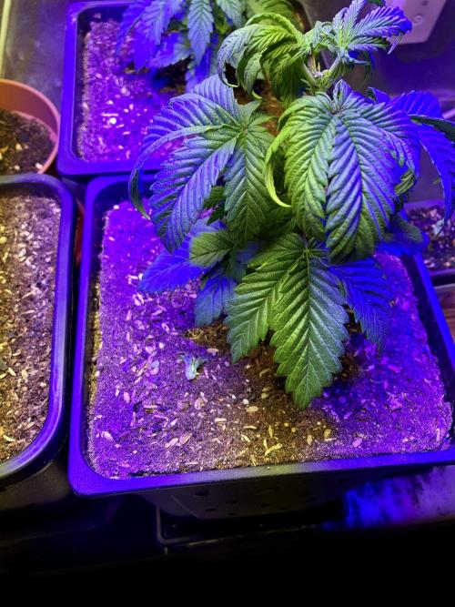 3M 🌮 Mexican Rush. Week 5 - Apical