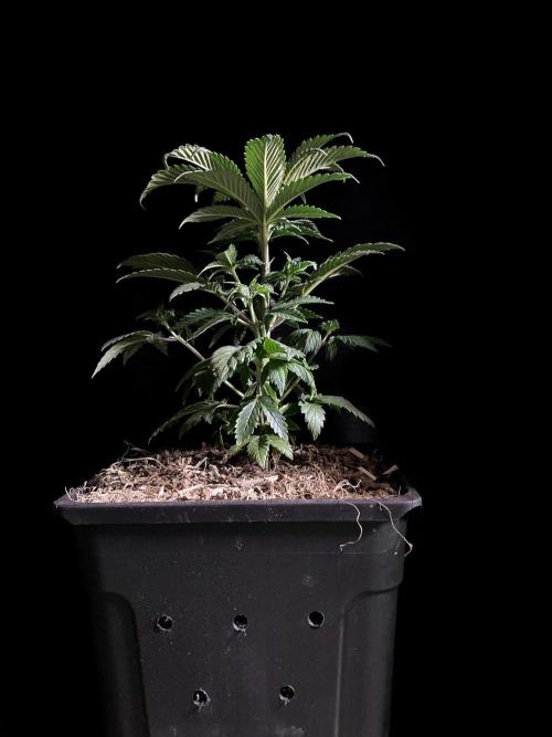 3M 🌮 Mexican Rush. Week 5