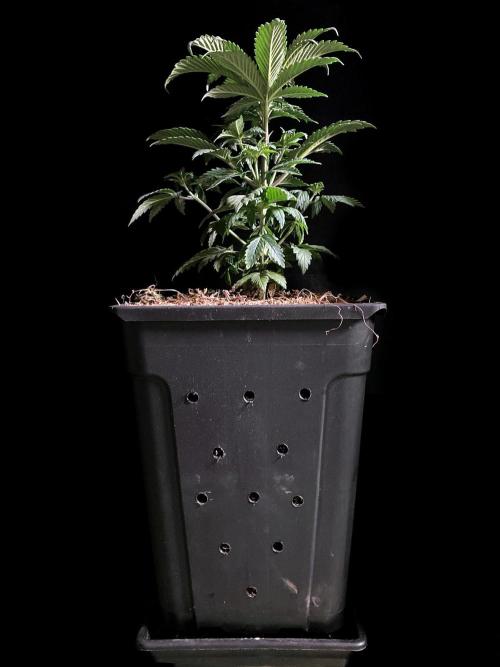3M 🌮 Mexican Rush. Week 5