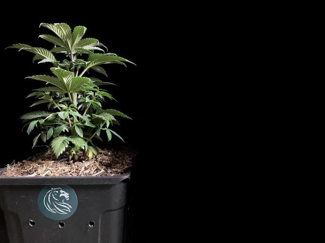 3M 🌮 Mexican Rush. Week 5