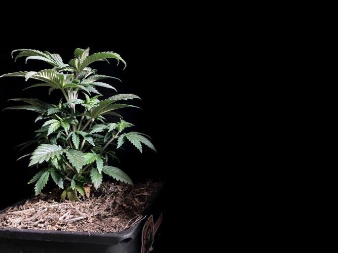 3M 🌮 Mexican Rush. Week 5