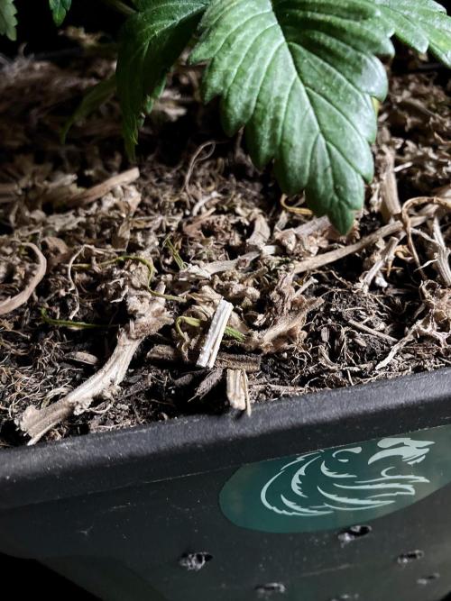 3M 🌮 Mexican Rush. Week 5 - Sacred Mulch