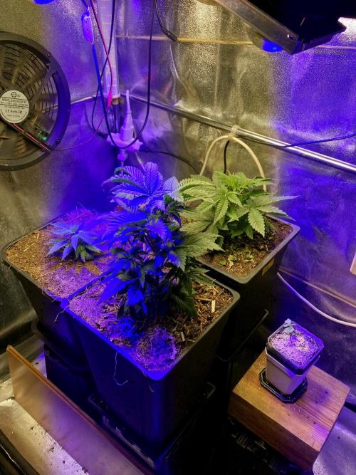 3M 🌮 Mexican Rush. Week 5 - The home