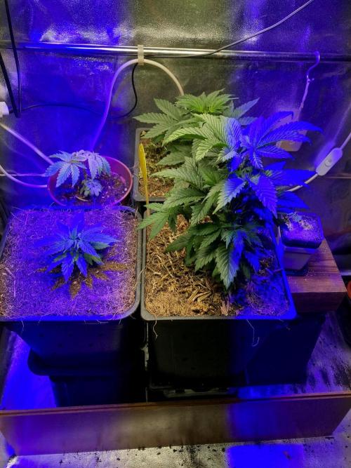 Mexican Rush. Week 5