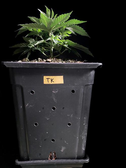 3M 🔺 Tutankhamon. Week 4