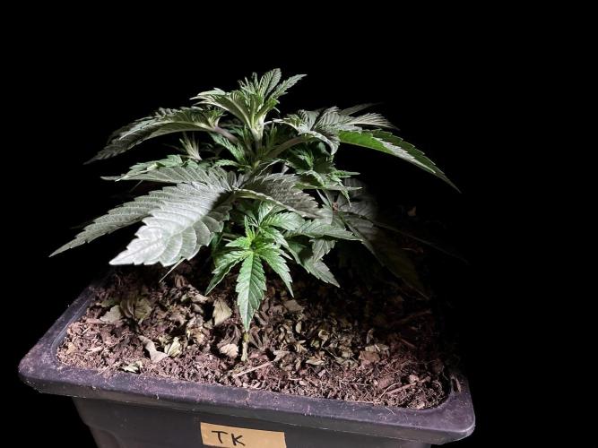 3M 🔺 Tutankhamon. Week 4