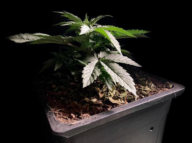 3M 🔺 Tutankhamon. Week 4