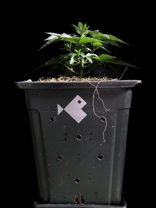 3M 🔺 Tutankhamon. Week 4