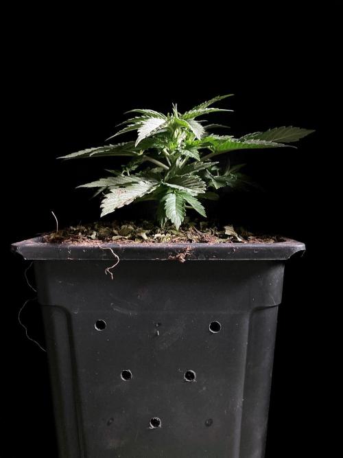 3M 🔺 Tutankhamon. Week 4