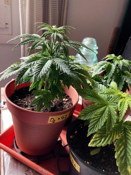 3M 🤪 Crossbreeding. Week 5