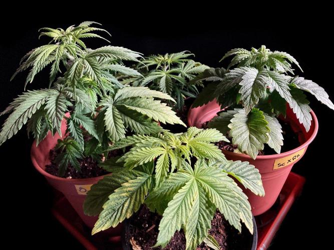 3M 🤪 Crossbreeding. Week 5
