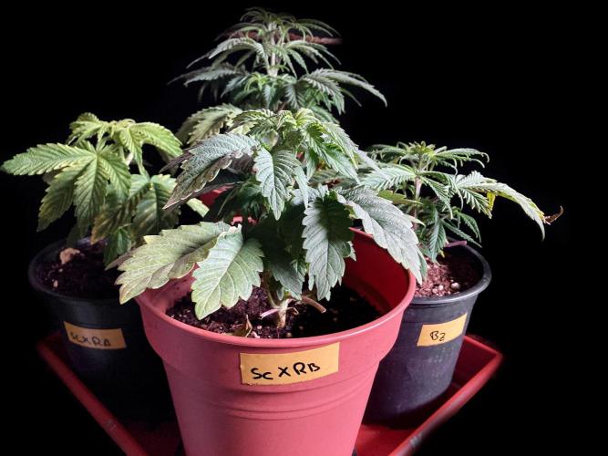 3M 🤪 Crossbreeding. Week 5
