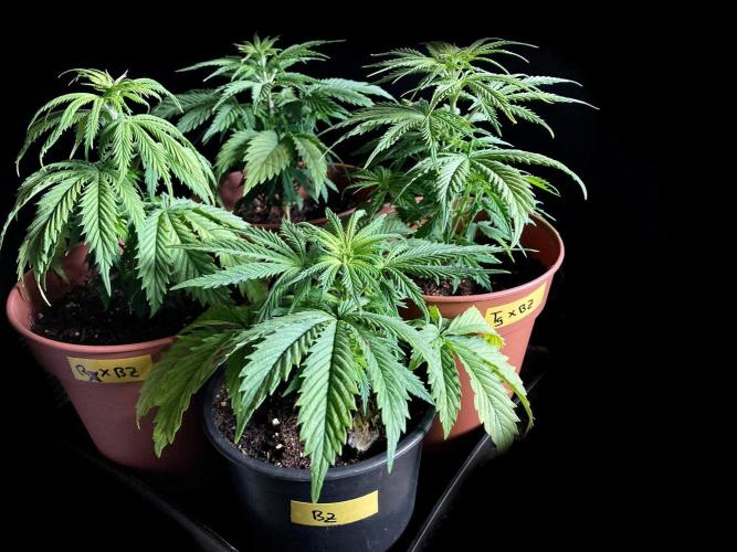 3M 🤪 Crossbreeding. Week 5