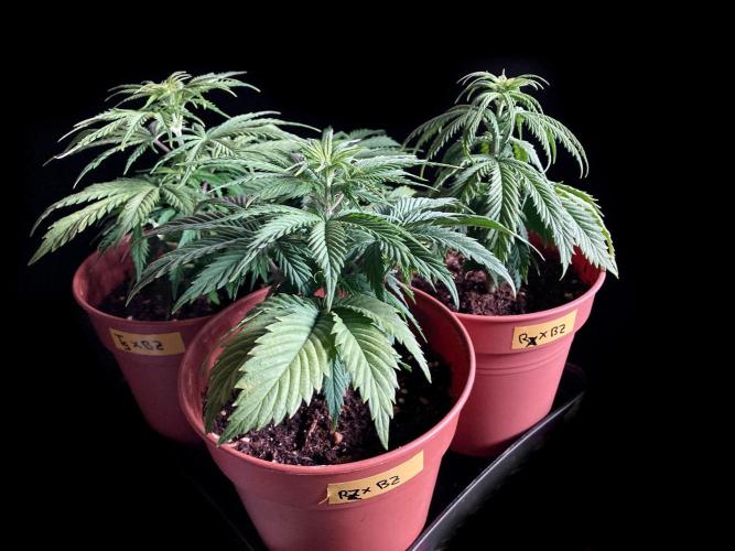 3M 🤪 Crossbreeding. Week 5