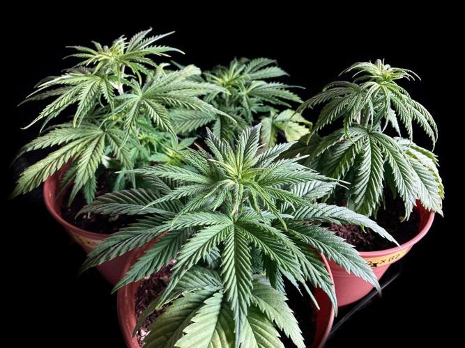 3M 🤪 Crossbreeding. Week 5