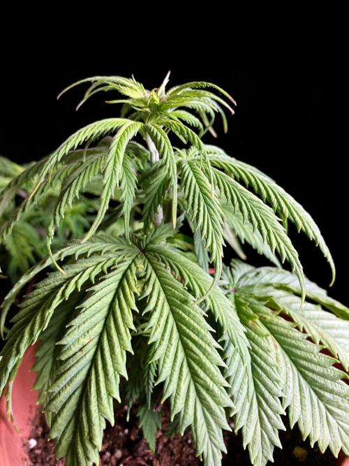 3M 🤪 Crossbreeding. Week 5