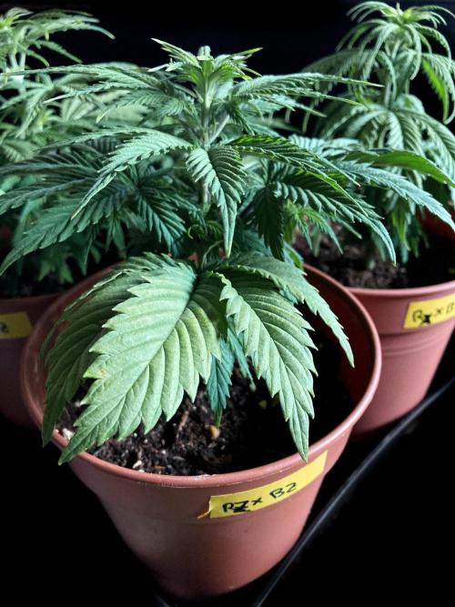 3M 🤪 Crossbreeding. Week 5