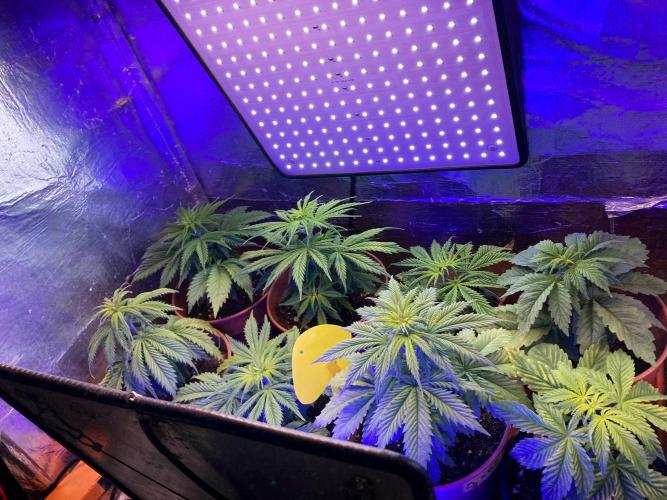 3M 🤪 Crossbreeding. Week 5