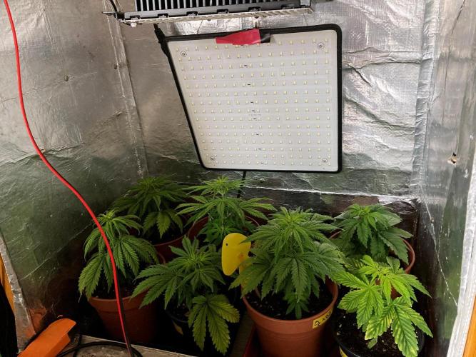 3M 🤪 Crossbreeding. Week 5