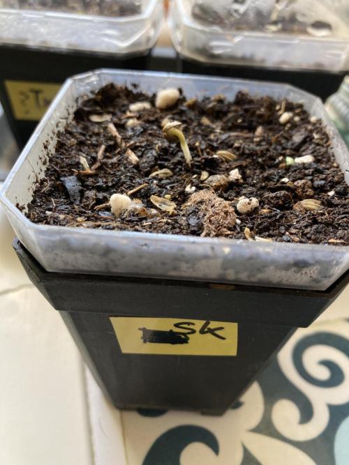 3M 🍁 NL x Thai. Week 0