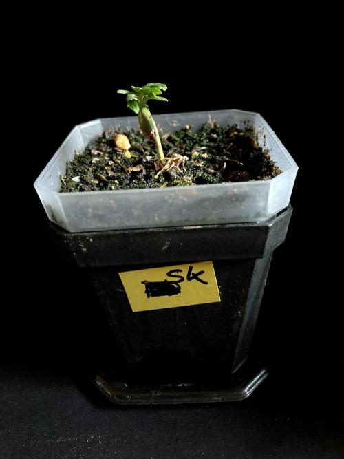 3M 🍁 NL x Thai. Week 0