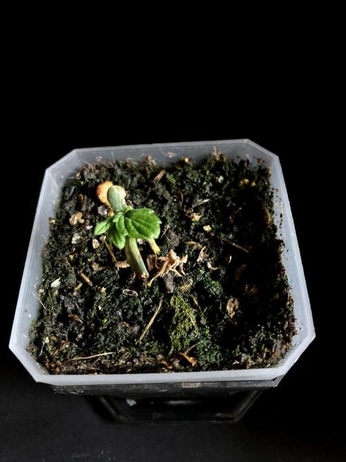 3M 🍁 NL x Thai. Week 0