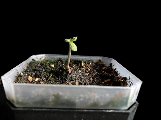 3M 🍁 NL x Thai. Week 0