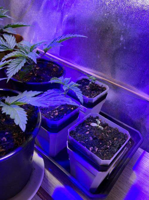 3M 🍁 NL x Thai. Week 0