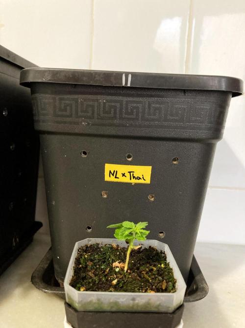 3M 🍁 NL x Thai. Week 2
