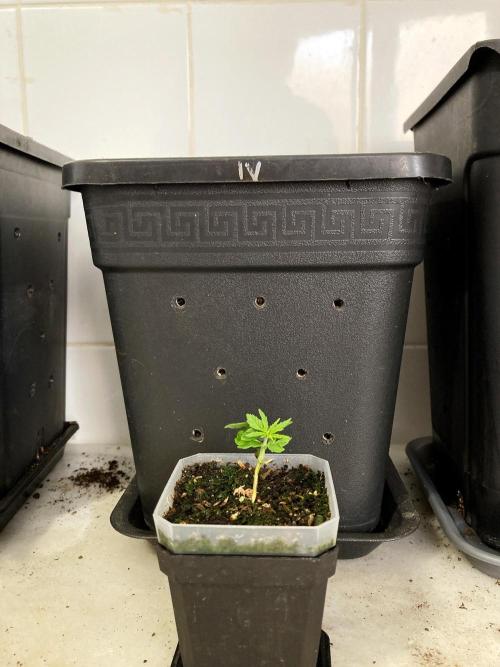 3M 🍁 NL x Thai. Week 2