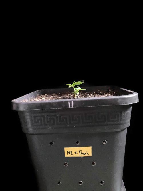 3M 🍁 NL x Thai. Week 2