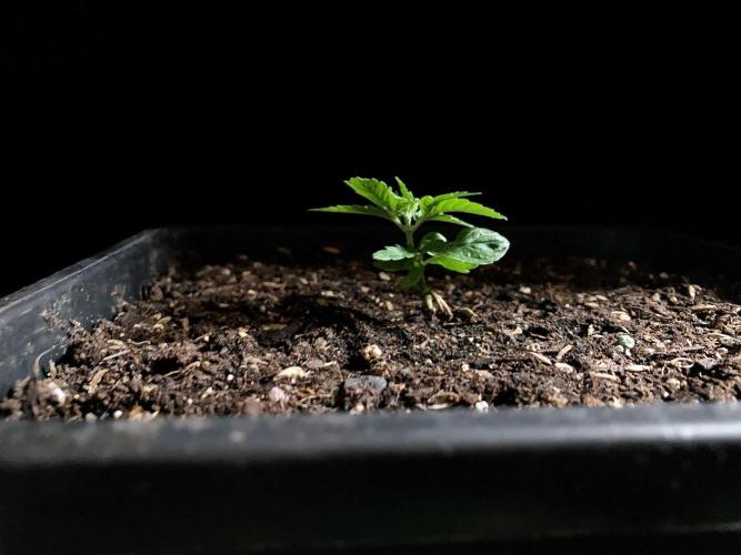 3M 🍁 NL x Thai. Week 2