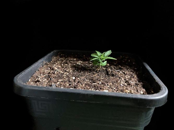 3M 🍁 NL x Thai. Week 2