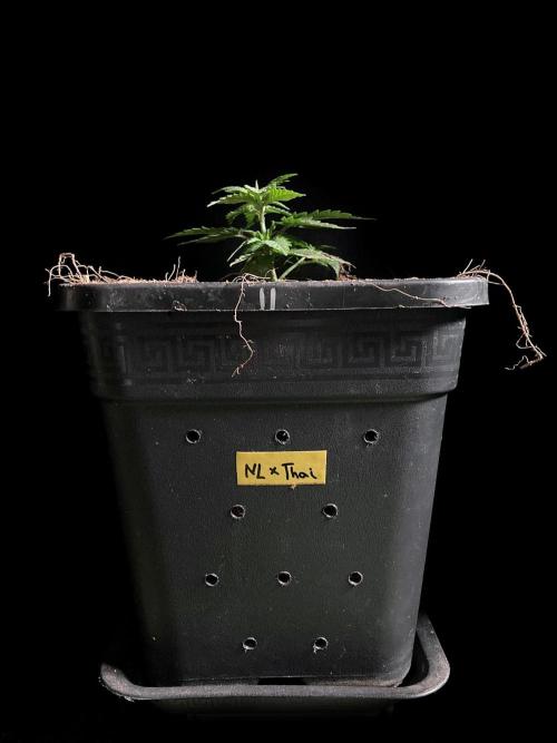 3M 🍁 NL x Thai. Week 3