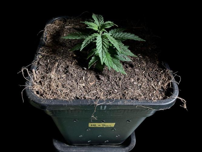 3M 🍁 NL x Thai. Week 3
