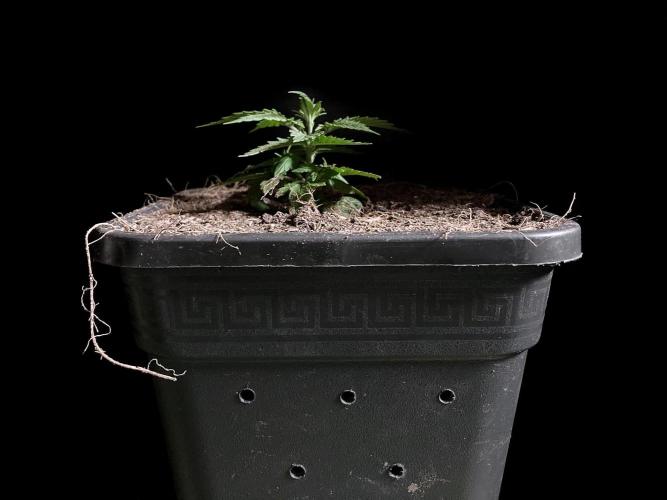 3M 🍁 NL x Thai. Week 3