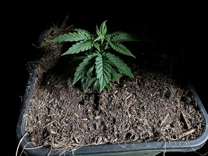 3M 🍁 NL x Thai. Week 3