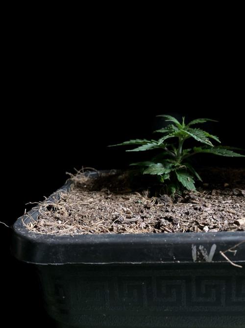 3M 🍁 NL x Thai. Week 3