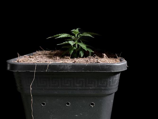 3M 🍁 NL x Thai. Week 3