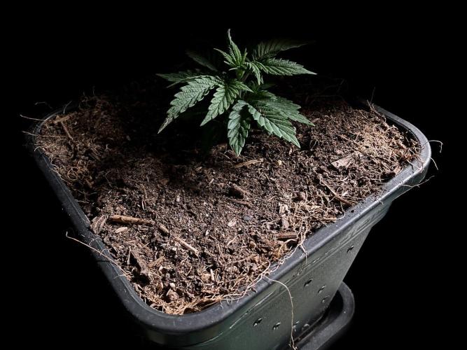 3M 🍁 NL x Thai. Week 3